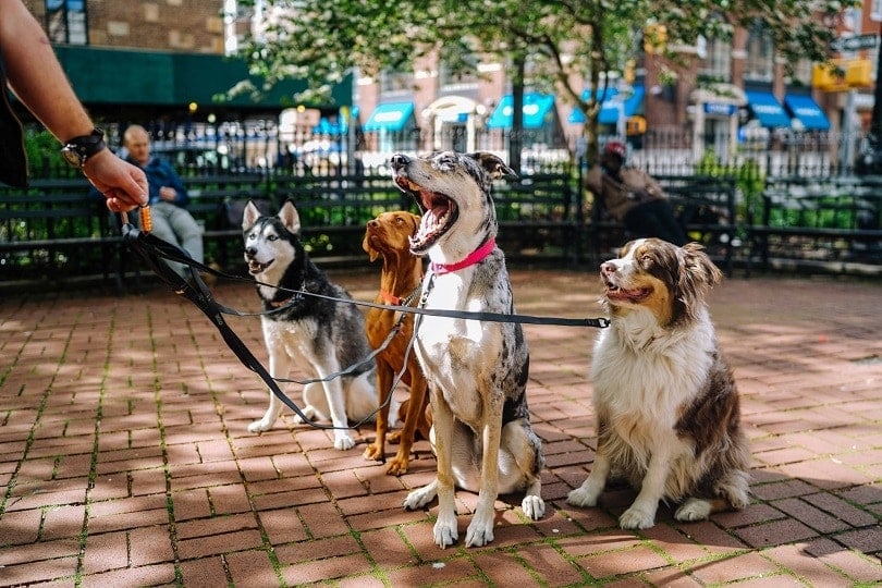 pack of dogs sitting in a park