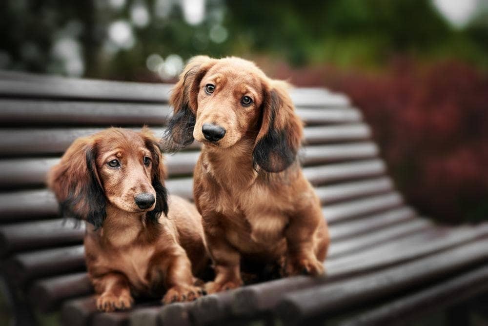 dachhunds on bench