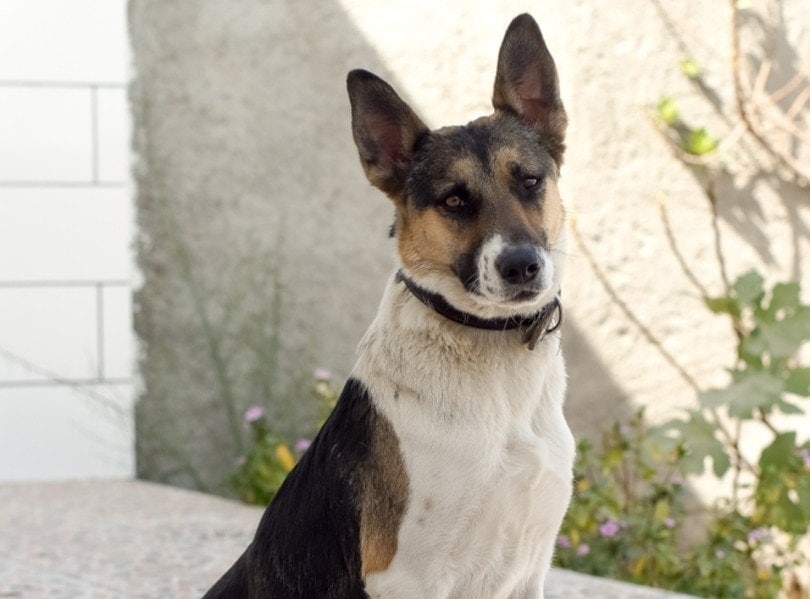 panda german shepherd