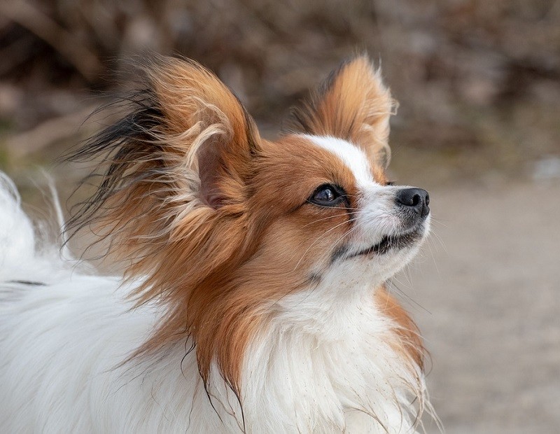 papillon looking up