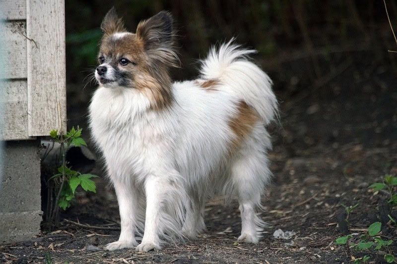 mini papillon dog