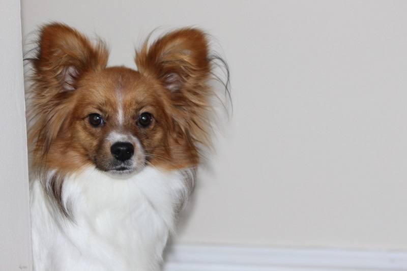 Papillon Dog Breed Info Pictures Traits Facts Puppy Info Hepper Papillon Dog Breed Info Pictures Traits Facts Puppy Info Hepper