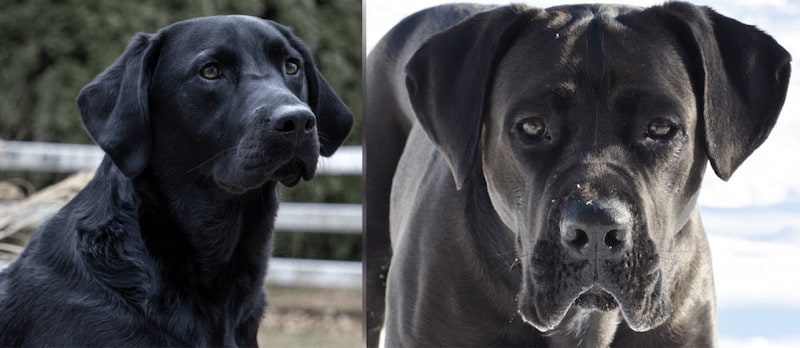 parents of the Labrador Corso
