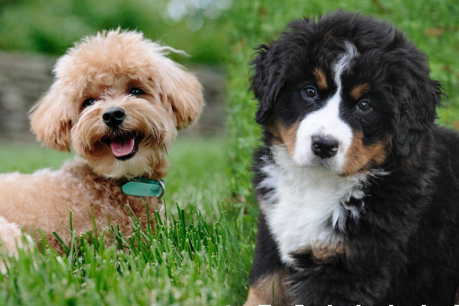 parents of the bernedoodle