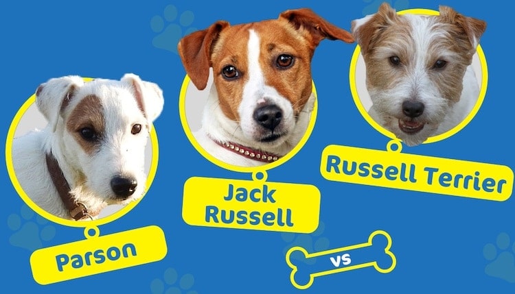 parson vs jack russell vs russel terrier