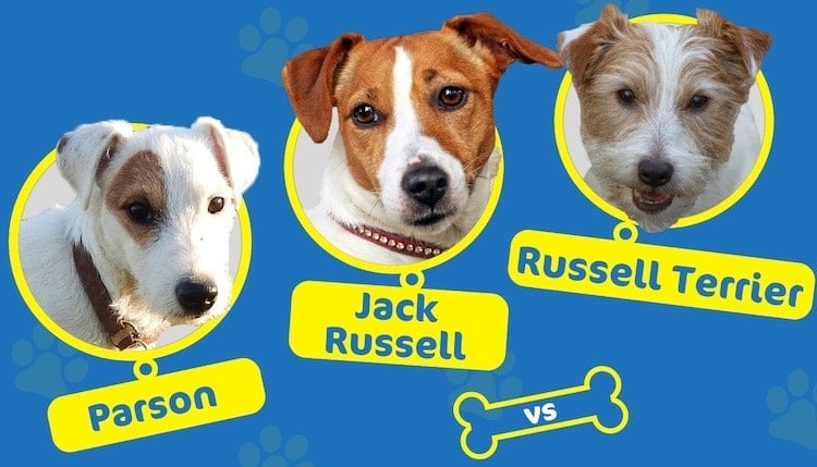 Parson Vs Jack Russell Vs Russell Terrier What S The Difference Hepper
