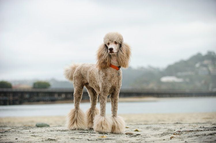 peach poodle on beach