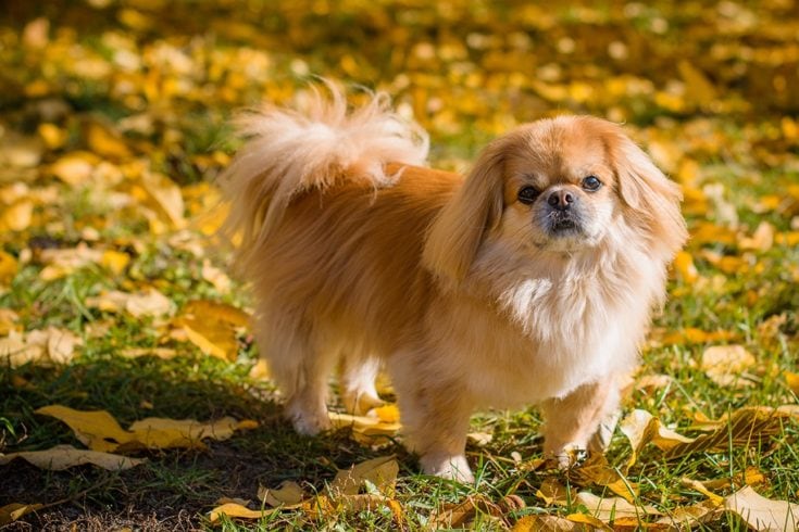 Pekingese: Pictures, Characteristics & Facts | Hepper