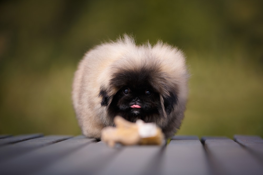 cute pekingese puppy