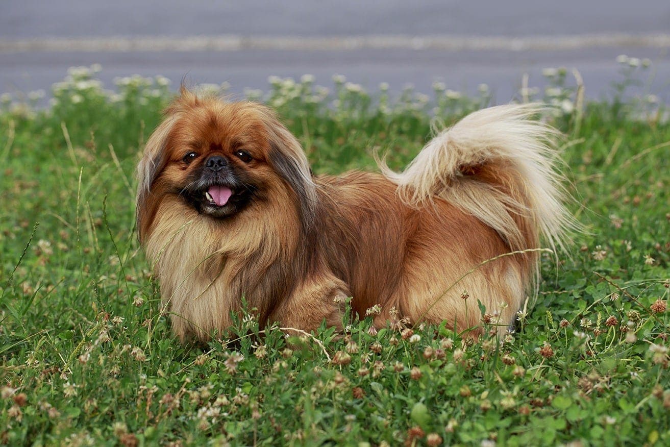 Pekingese Pekinese Name Pfoten Aufkleber