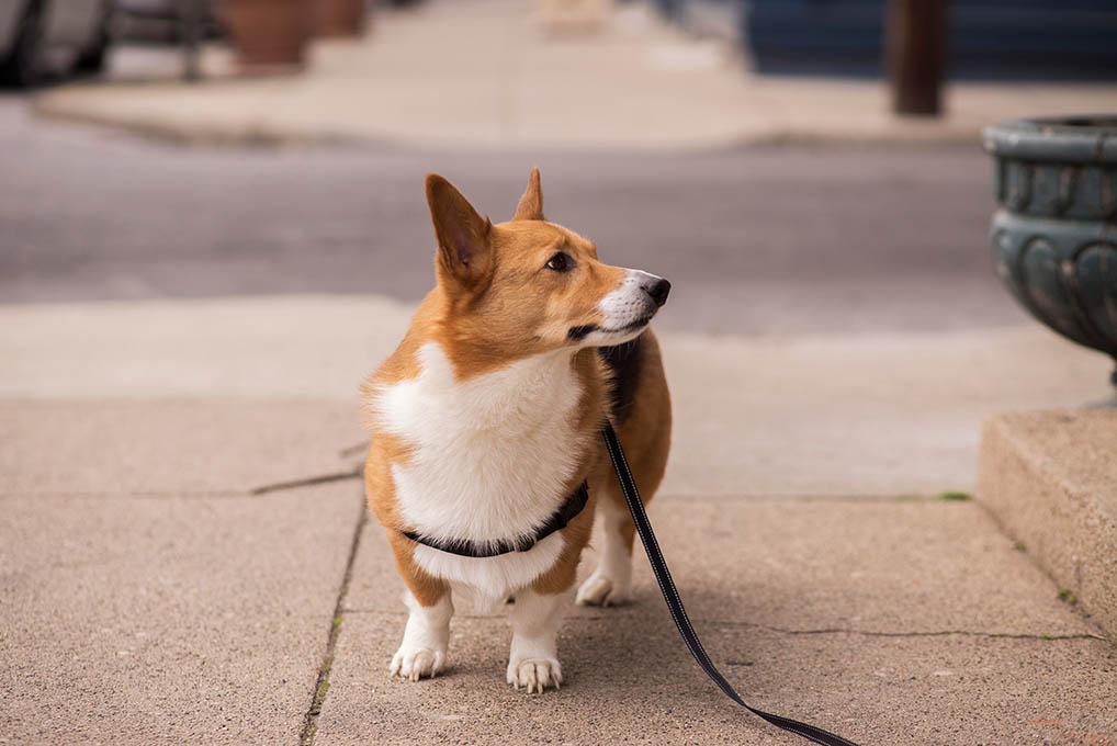 do corgis need walks