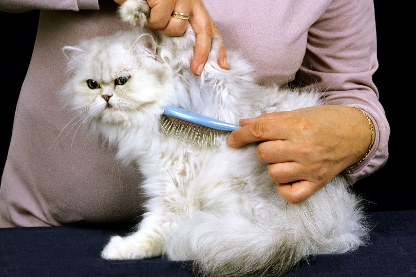 persian cat grooming_slowmotiongli, Shutterstock