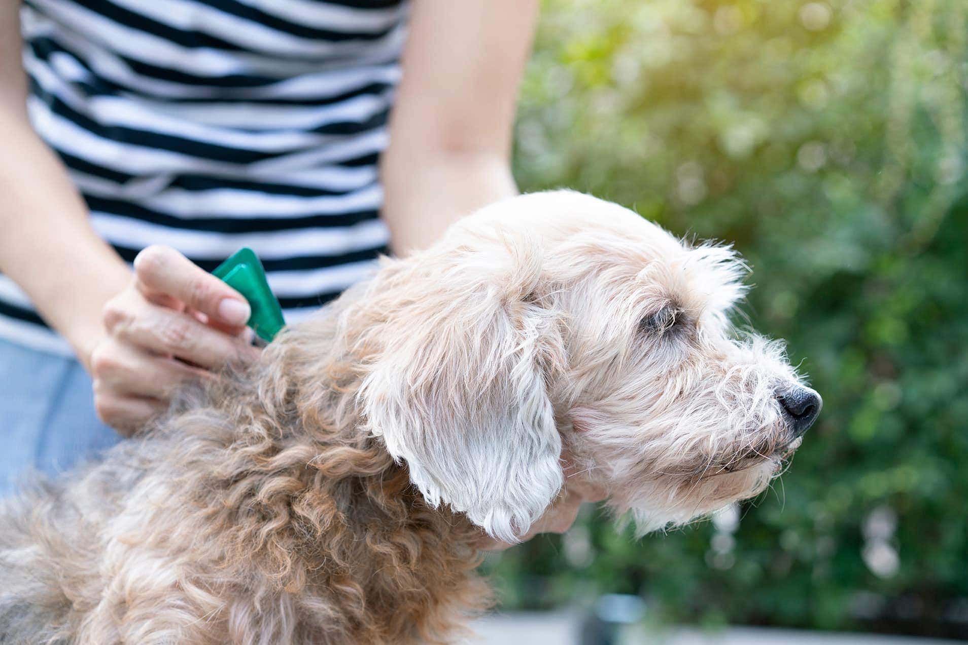 person applying anti-flea drops to dog