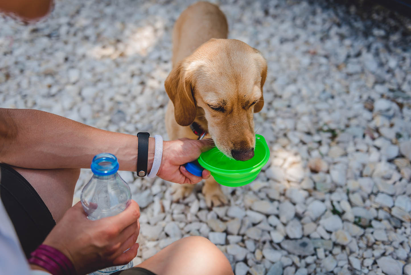 person giving water to the dog Zivica Kerkez Shutterstock
