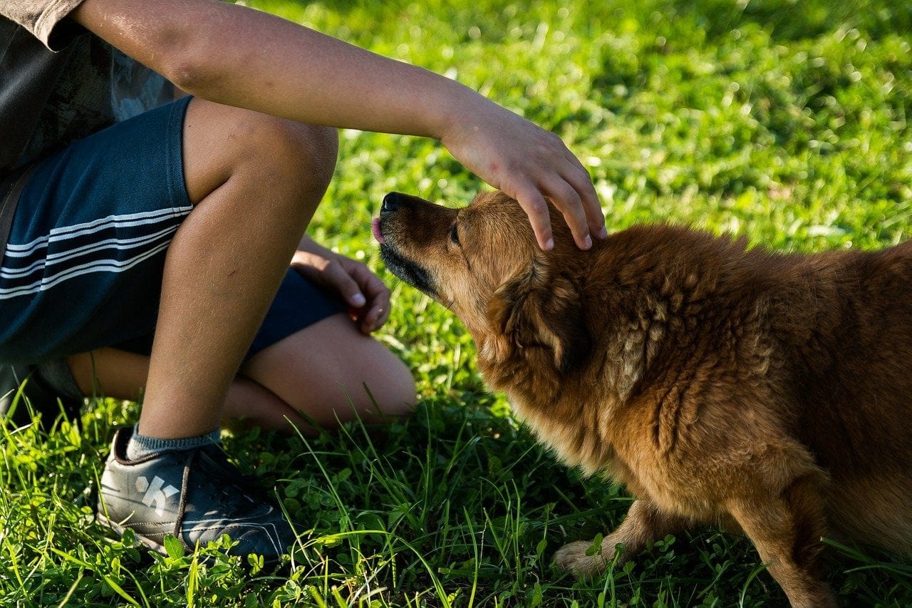 person reaching out to dog