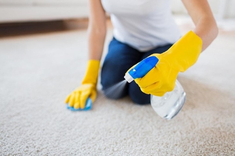 person spraying on the carpet