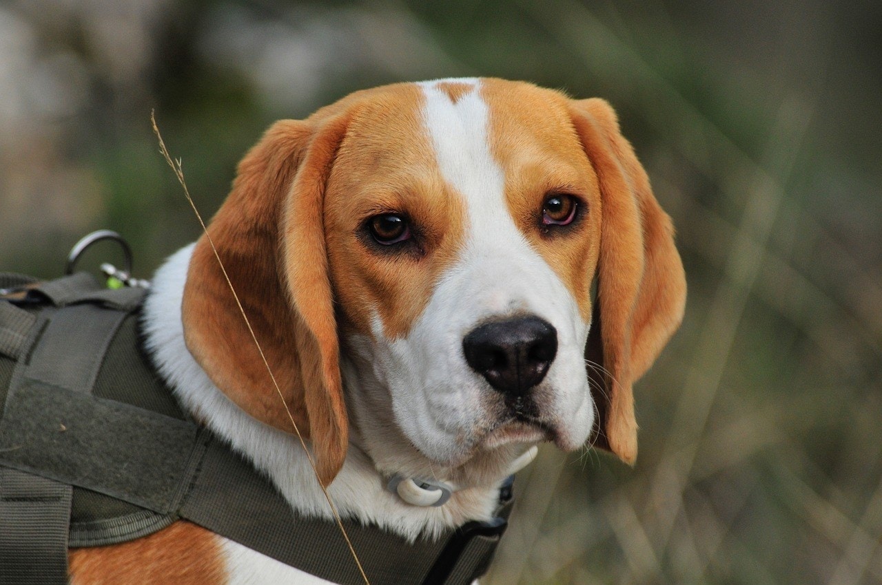 beagle wearing harness