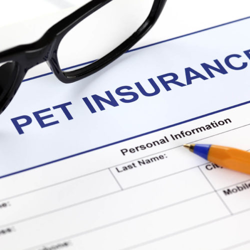 What Is the Cost of Dog Teeth Cleaning in Canada? Updated in 2023 Hepper