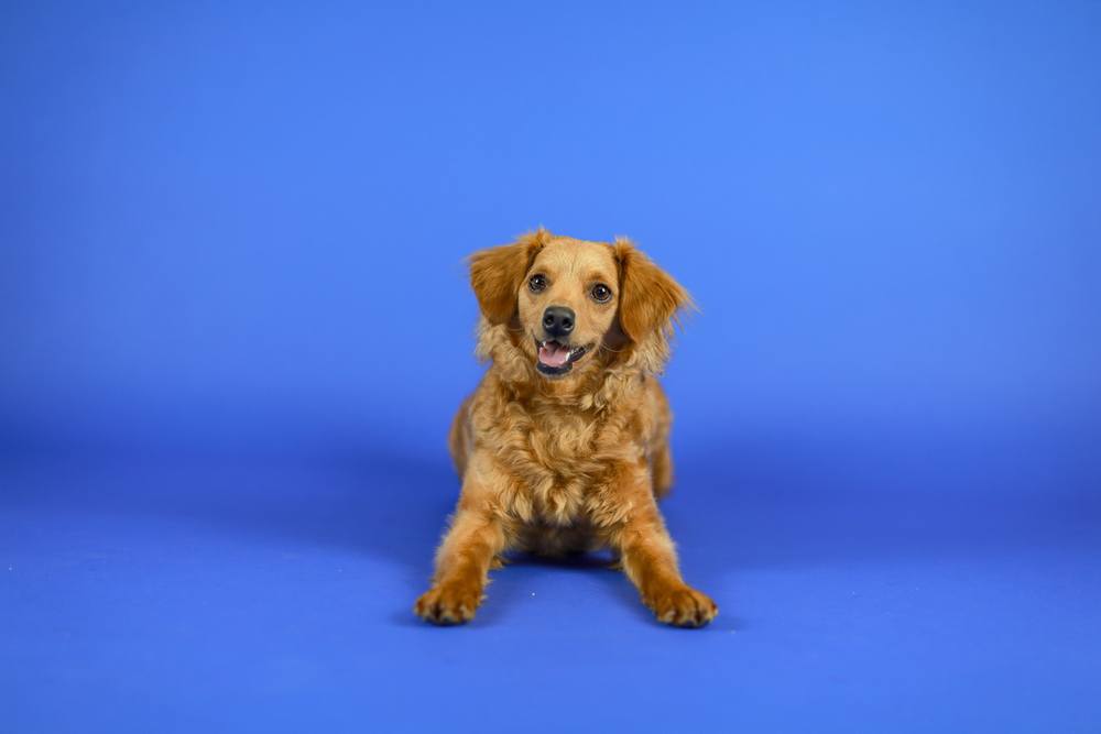 petite golden retriever