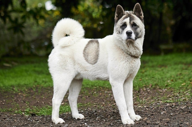 picture of a white Norwegian buhund_wirestock images_shutterstock