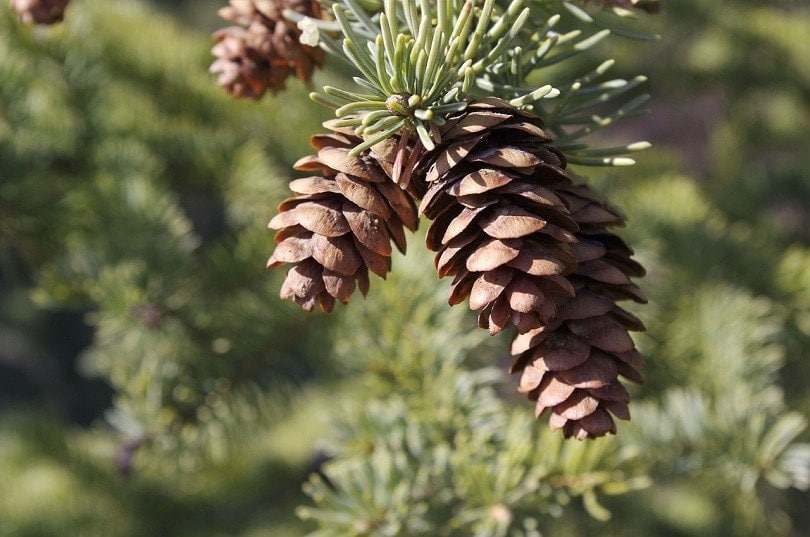 pine cone