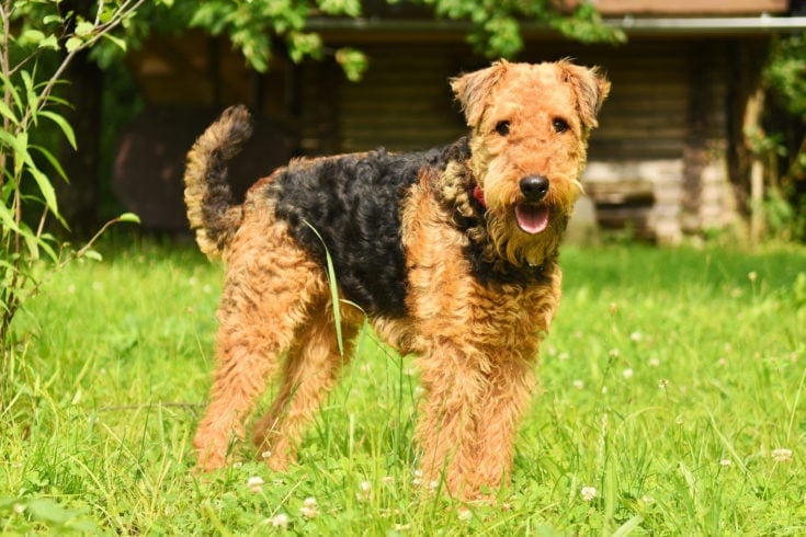 Airedoodle Airedale Terrier Poodle Mix Info Pictures