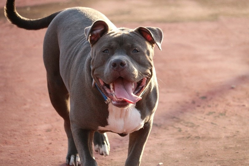 10 Different Pit Bull Bloodlines (With Pictures) | Hepper