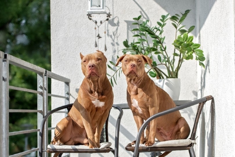 pit bull dogs sitting in chairs on a balcony