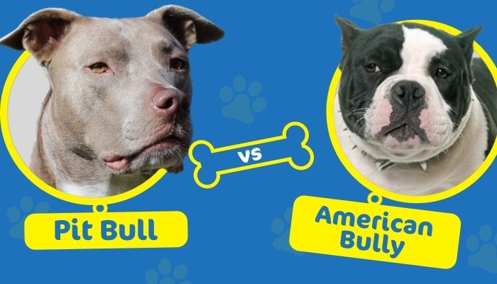 American Pitbull Terrier vs American Bully - Hepper