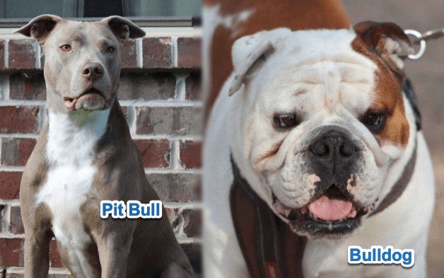 are pit bulls and bulldogs in the same family