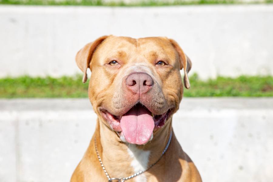 bullmastiff vs pitbull who would win in a fight