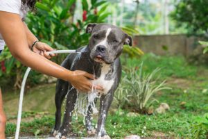 pitbull bathing