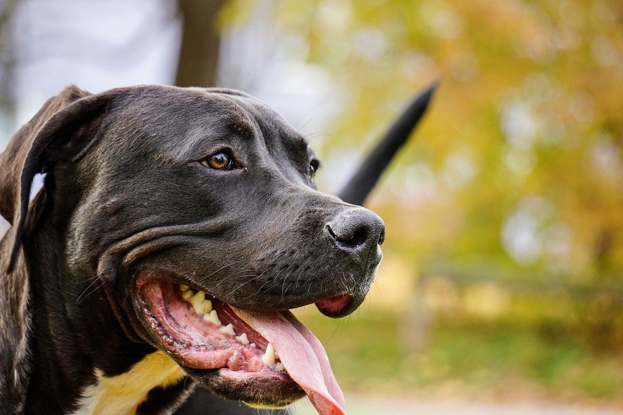 pitbull close up