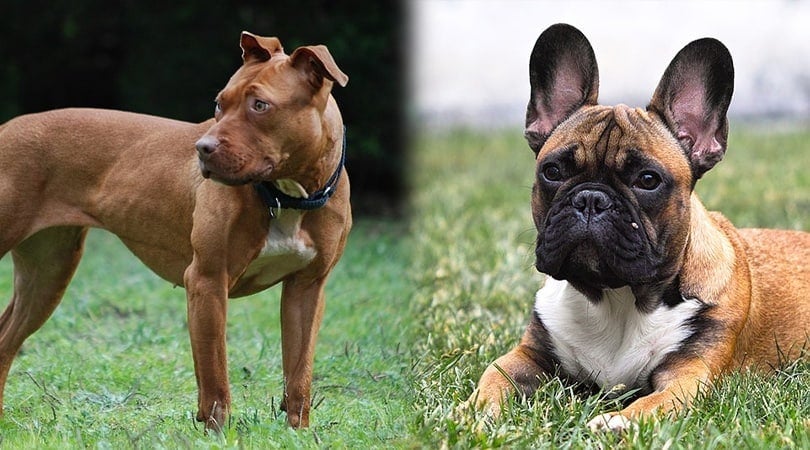 pitbull french bulldog