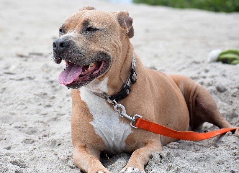 pitbull trên dây xích nằm trên cát