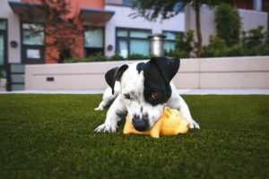 pitbull puppy biting a toy