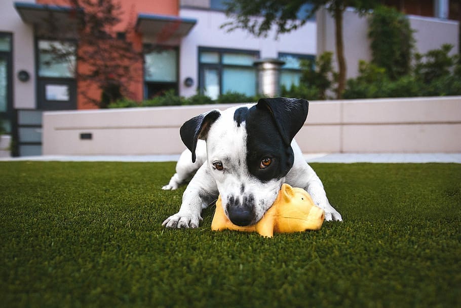 10 Best Dog Toys For Pit Bulls 2024