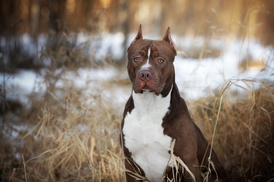 american pit bull terrier