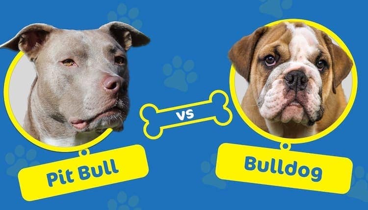 pitbull vs bulldog