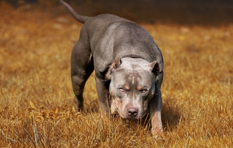 what kind of dog food to feed american bully pit