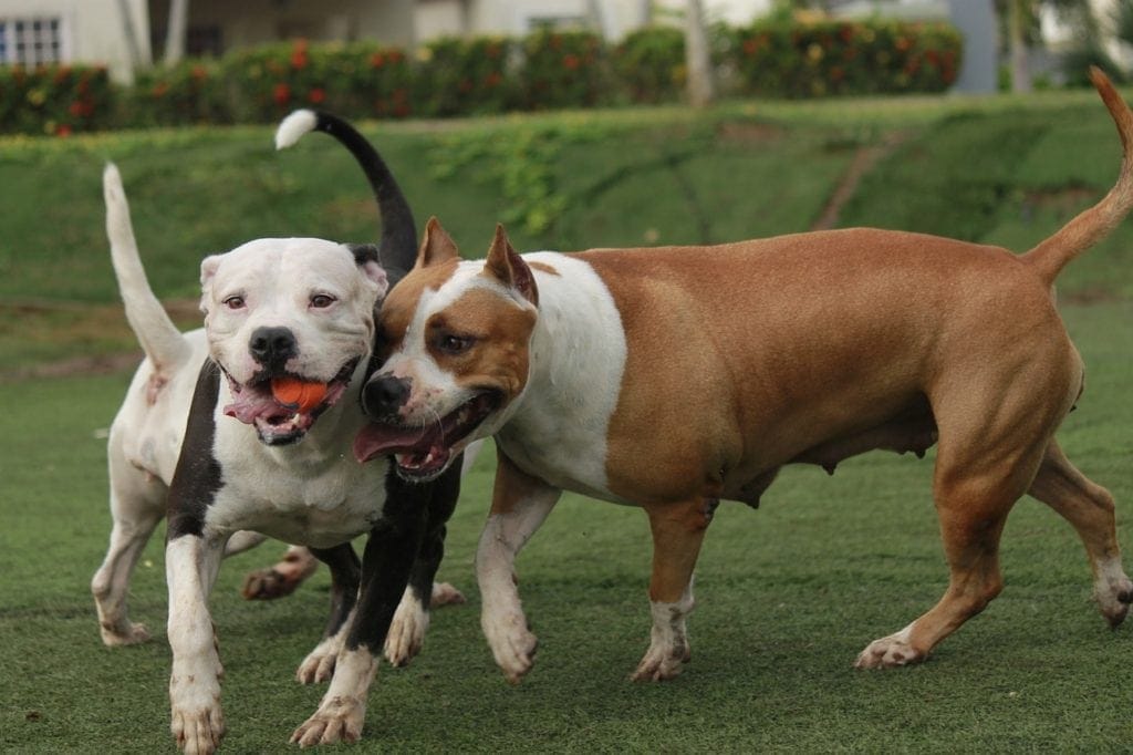 Female pitbull puppy store first heat cycle