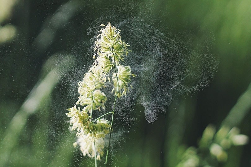 plant pollen