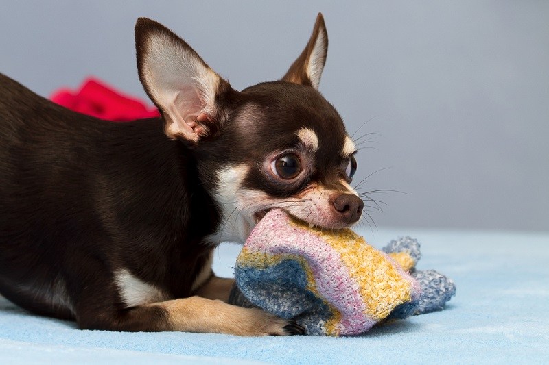 playing Chihuahua_kamilpetran_shutterstock