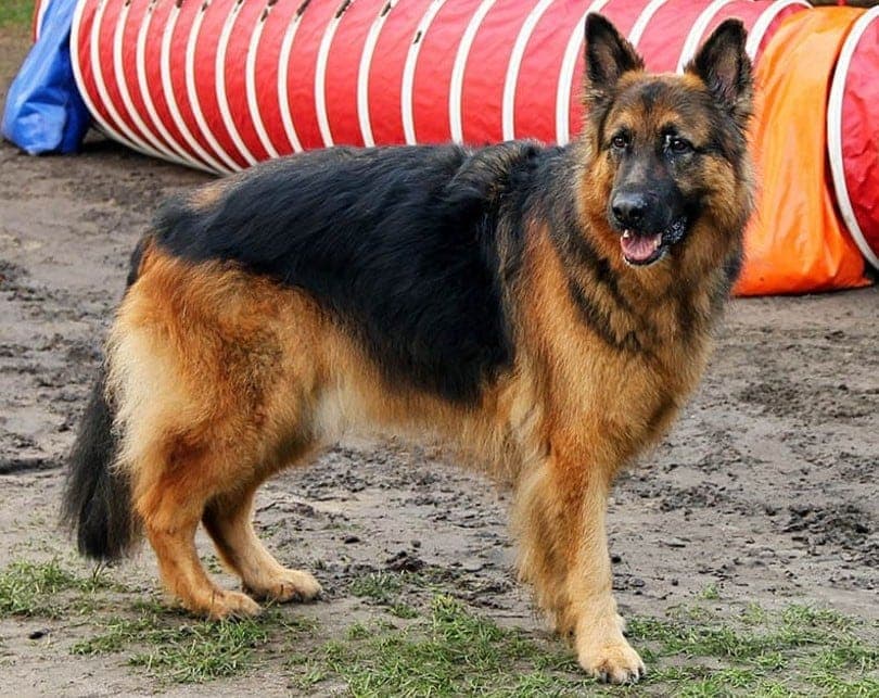 Can A 5 Year Old German Shepherd Be Trained