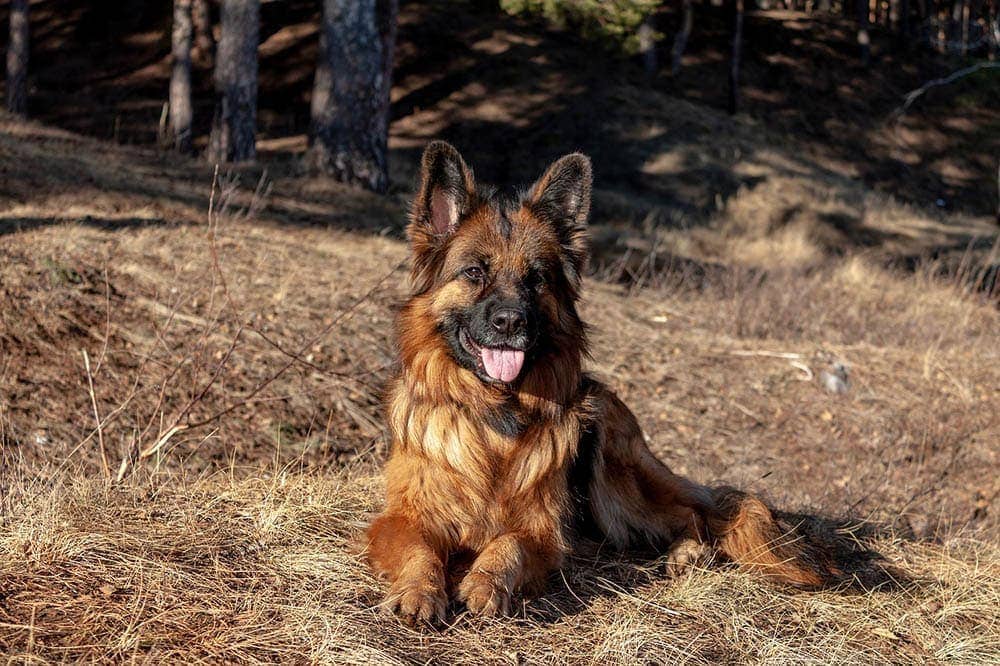 plush coat german shepherd resting