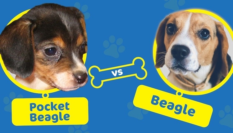 pocket beagle vs beagle