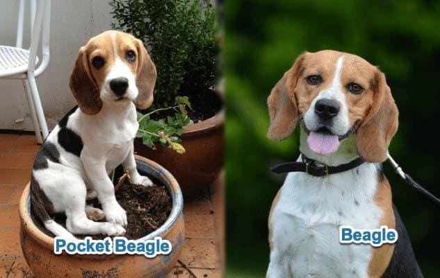 toy beagle