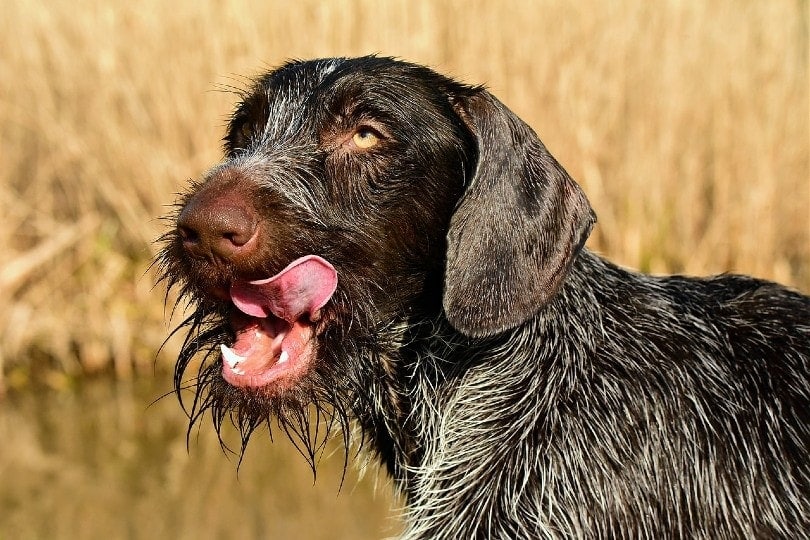 pointer licking
