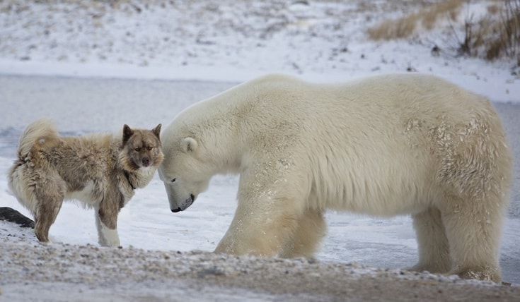 polar bear and Canadian Eskimo dog