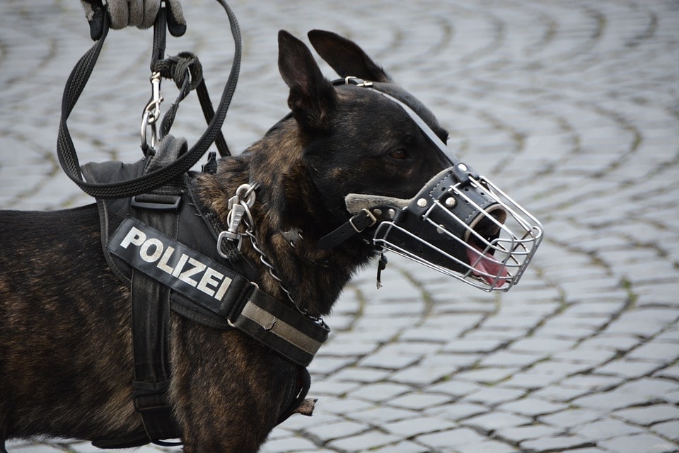 police dog with muzzle and leash